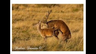 Best Deer MarkingampMating video For Everzoology [upl. by Jedlicka]