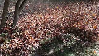 Extra dry leaf blowing UD Fall 2024 [upl. by Scottie]