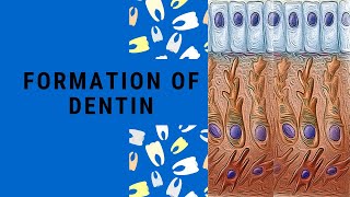 Dentin Formation  Dentinogenesis  Dentin Pulp Complex Session 3 [upl. by Enala460]