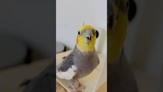 Cockatiel whistling another one bites the dust cockatiel birds [upl. by Nylauqcaj]