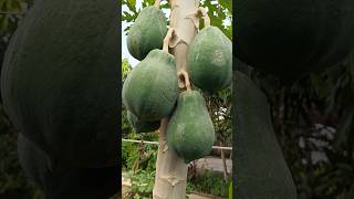 Papaya tree 🌴 homegarden subscribe nisharochnavlogs organicgarden organic homegarden viral [upl. by Eniledam]