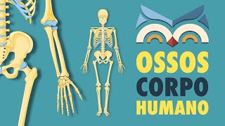 Ossos do Corpo Humano  Toda Matéria [upl. by Iralam]