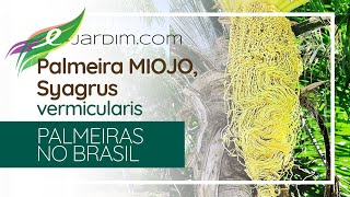 Palmeira MIOJO  macarrão instantâneo  Syagrus vermicularis  Palmeiras no Brasil [upl. by Eleumas671]