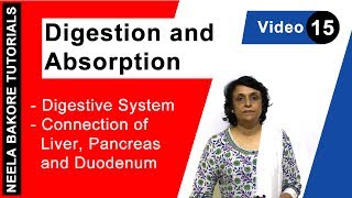 Digestion and Absorption  NEET  Digestive System  Connection of Liver Pancreas and Duodenum [upl. by Giess]