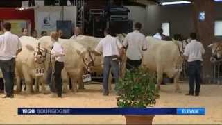 Mondial du charolais Magny cours [upl. by Cairistiona]