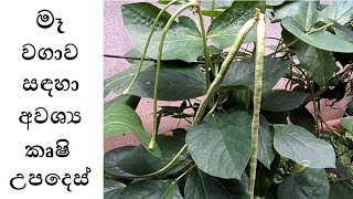 මෑ වගාව සඳහා අවශ්‍ය කෘෂි උපදෙස්  Vigna unguiculata Cultivation  ගෙවතු වගාව [upl. by Cavan432]