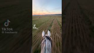 galloping in a field uncontrollable equestrian youtube pony shorts viral [upl. by Ettennyl173]