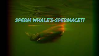 Sperm WhalesSpermaceti [upl. by Rihat383]