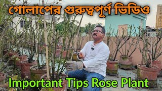 গোলাপ গাছের সবচেয়ে গুরুত্বপূর্ণ টিপস আছে এই ভিডিওতে  Very important tips for rose plant [upl. by Annoda898]