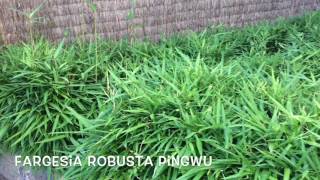 Fargesia robusta Pingwu  Garden Center online Costa Brava  Girona [upl. by Shifrah]