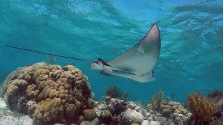 Snorkeling Shark Ray Alley amp Hol Chan Channel in Belize [upl. by Adnuhsal]