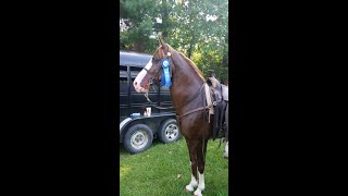 Kentucky Mountain Horse Gelding For Sale Full Video [upl. by Sara-Ann237]