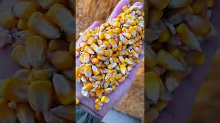 Corn kernel loading process Good tools and machinery make work easy [upl. by Thomson]