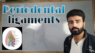 periodontal ligaments 1 quotPDLquot  oral histology  عزت شومان ezzatshouman [upl. by Ihsakat]