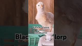 Black Australorp crossbreed to Dekalb White blackaustralorp chicken food [upl. by Neemsay]