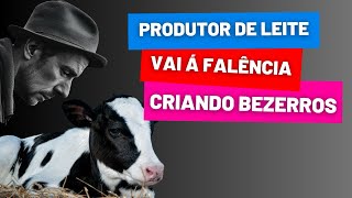 Descubra porque criar bezerro está levando produtores á falência [upl. by Naaitsirhc]