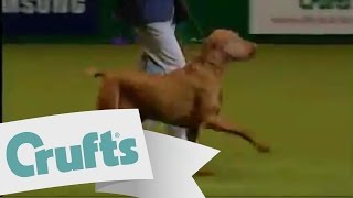 DFS Crufts 2010 Best in Show Winner [upl. by Ogeid]