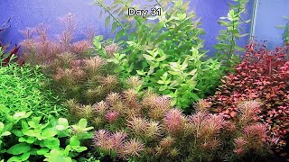 AQUASCAPING  STEP BY STEP AQUASCAPE DUTCHSTYLE [upl. by Eissak]