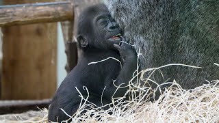 Baby Gorilla Makongo’s Adorable FingerSucking Habit [upl. by Esiom]