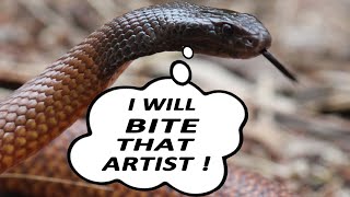 Venomous Western Brown Snake Strikes at Artist [upl. by Akinnor]