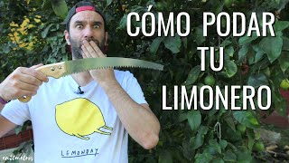 CÓMO PODAR UN LIMONERO todo lo que necesitas saber para hacerlo BIEN  en20metros [upl. by Smitt]