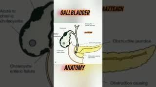 gallbladder anatomy diagram anatomy diagram gallbladderhealth virqlshorts viral shortaday [upl. by Kong]