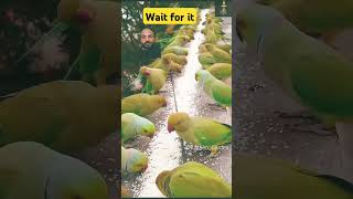 parrots feed parrot pets birds nature [upl. by Aicatsue]