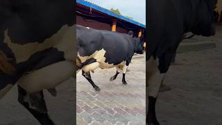 Heavy Milker Cow Full Body Score  For Sale at Chopra Dairy Farm7009645902 trending cow punjab [upl. by Artenra708]