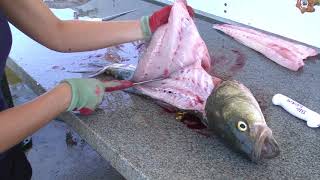 How to Fillet a Rockfish Striped Bass  Dexter Outdoors [upl. by Ragan533]