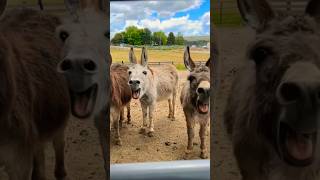 donkey crying  donkey laughing shortfeed [upl. by Helbonnah]