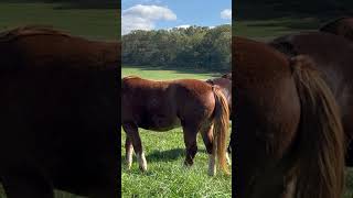 Birds Landing on a Horse [upl. by Reilly420]