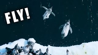 Penguins Death Diving Ozzy Man Reviews [upl. by Keavy]