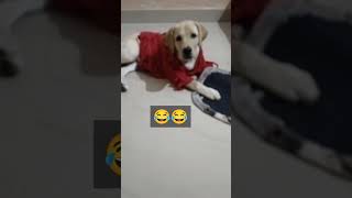 Dil lagane ke kabil nhi hai 😂😂😂 Daisy comedy funny shortsvirallabrador dogfunnyvideos [upl. by Silyhp]