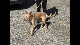 Galeno Podenco Cross [upl. by Timotheus]