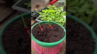 Learn to Grow Chilli in 16 secs [upl. by Adihsaar656]