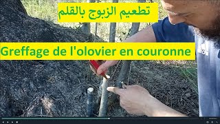 تطعيم الزبوج بالقلمGreffage de lolivier en couronne [upl. by Idnarb]