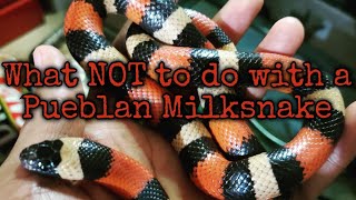 What NOT to do with your Pueblan milksnake [upl. by Tenaj]