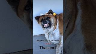 Thailand dogs land of smiles thailand dog smile fyp [upl. by Edgar]