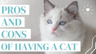 OWNING A CAT 😸 pros and cons of getting a cat that you NEED to know [upl. by Oilla]