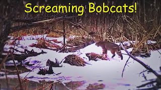 Bobcats Screaming  Bobcat Calling for a Mate  Bobcat Sounds [upl. by Levania]