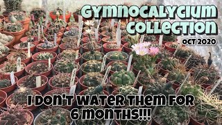 Gymnocalycium Collection Cactus Plant Complete Tour 2020  Oct 1  No watering for 6 months [upl. by Lonee914]