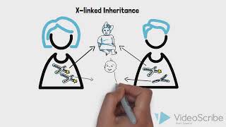 Genetic Diseases 2 Xlinked inheritance [upl. by Tomkiel]