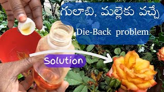 గులాబి మల్లె మొక్కలను Die back problem నుండి కాపాడాలంటే ఇలా చెయ్యండి [upl. by Anivle]