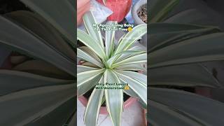 Agave Baby Pubsplants sunlovingplants agaveplant shorts gardening [upl. by Mahla277]