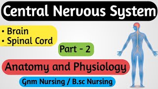 Central Nervous System CNS  Central Nervous System Anatomy and Physiology  Nervous System  2 [upl. by Hola124]