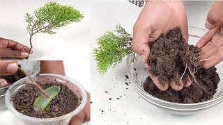 How to propagation CypressJhauThuja plant from cutting at home most easily with 100 Sure Success [upl. by Ettedanreb]