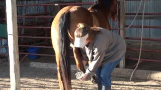 Horse Hind Leg Handling Safety  Equine Bodywork Tips [upl. by Rodrigo]