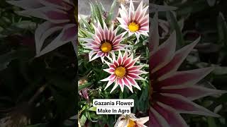 Gazania Flower Growth [upl. by Atilef]