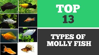 TYPES OF MOLLY FISH  the best types you can find around the world [upl. by Anal905]