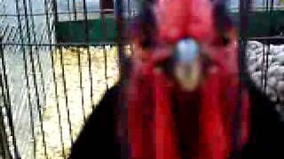 Big Red Roosters Crowing [upl. by Milano]